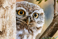 Watercolor- Owl in tree by Terri 11/13/2026